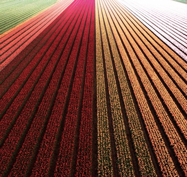 Tulip fields in Holland: Our tips